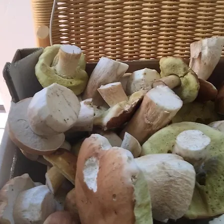 Pensión Chybotek Premium