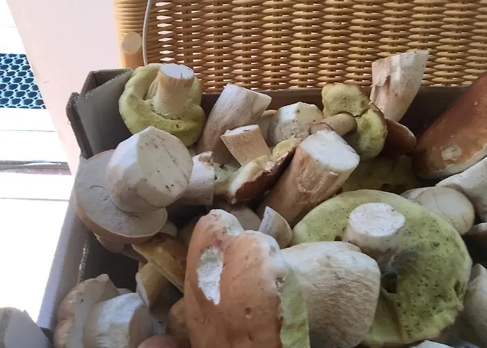 Pensión Chybotek Premium